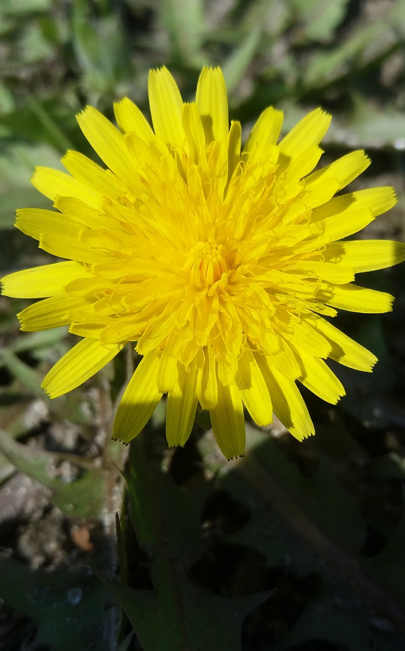 黔西花開城最新動(dòng)態(tài)，新篇章綻放之花