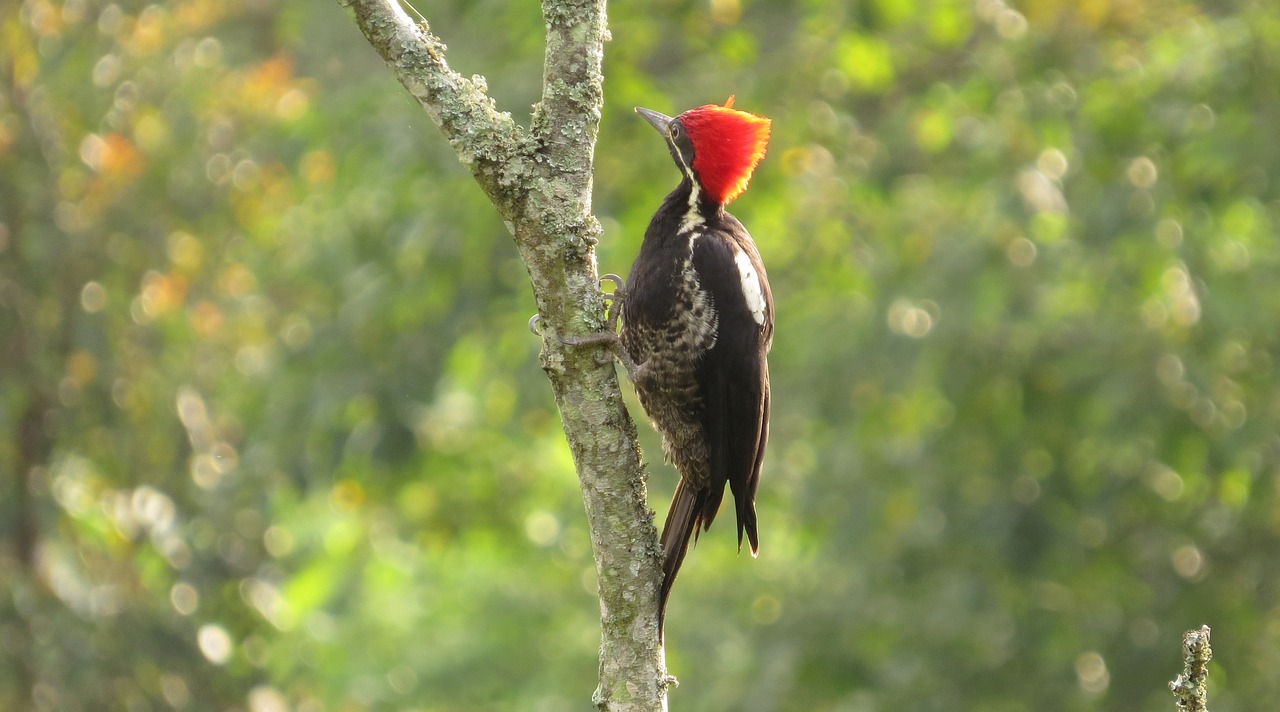 九科綠洲最新消息深度解析，最新動態(tài)與解讀