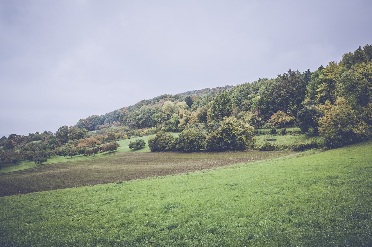 臺灣王金平最新動態(tài)，政治舞臺的新動向與社會關注焦點