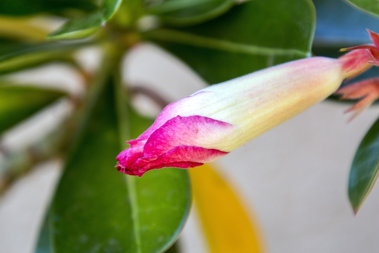 紅崖子花生米最新價格及市場動態(tài)分析，洞悉市場趨勢與價格動態(tài)