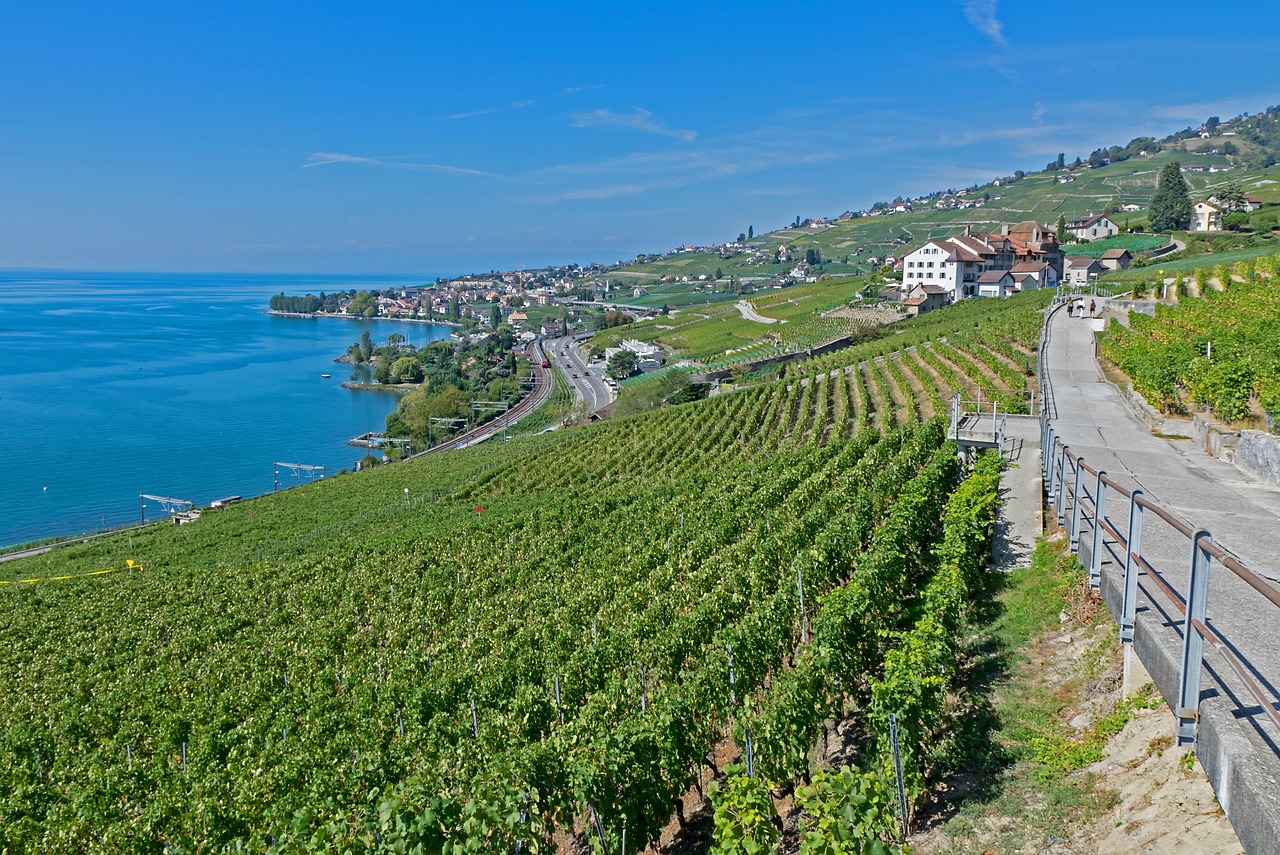 灤南澤平莊園，獨(dú)特魅力與發(fā)展前景的最新消息