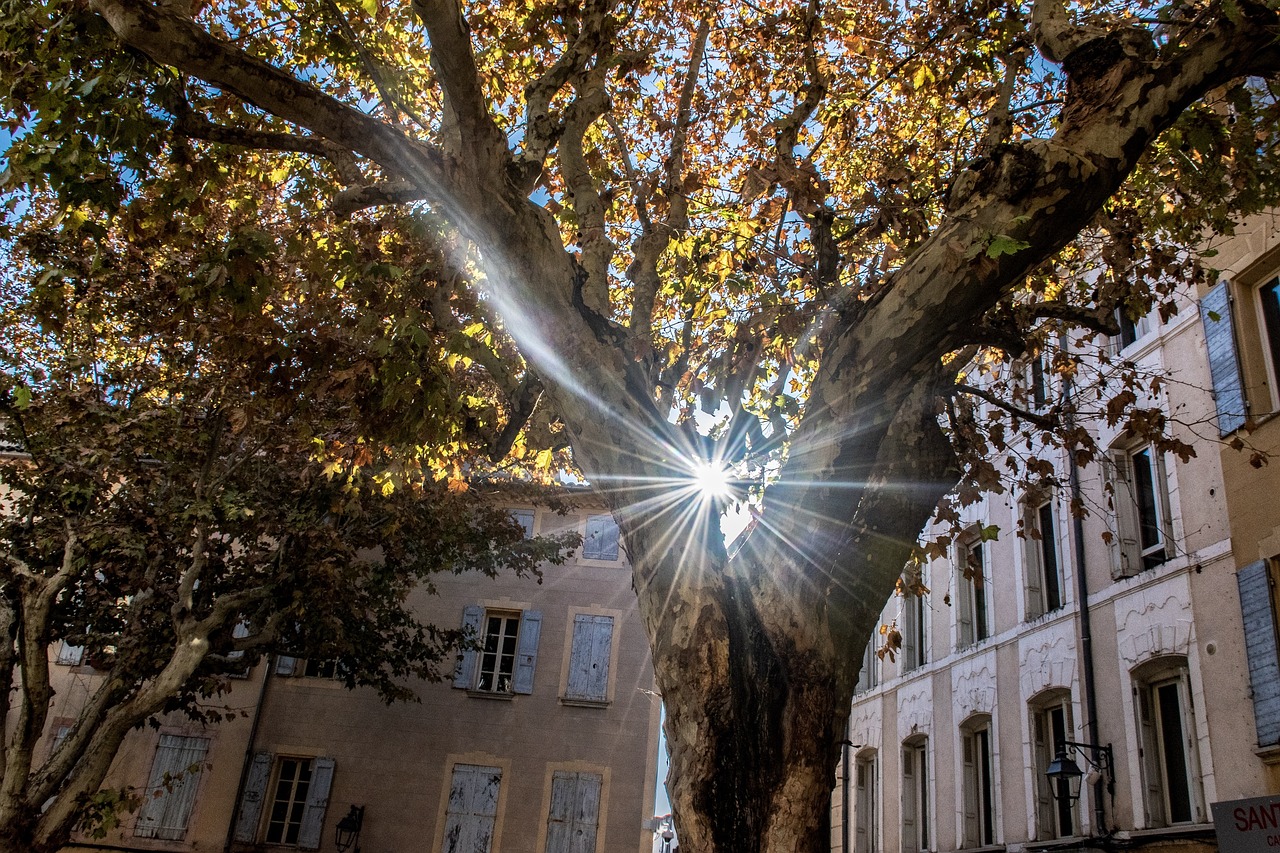 陽光大道點贊新時代，輝煌篇章的展現(xiàn)