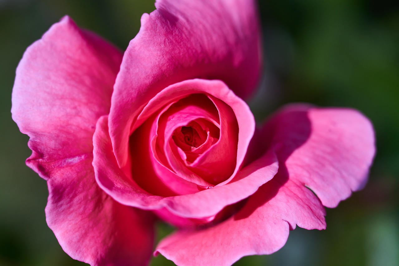 最新早上好圖片，開(kāi)啟美好一天的溫馨問(wèn)候