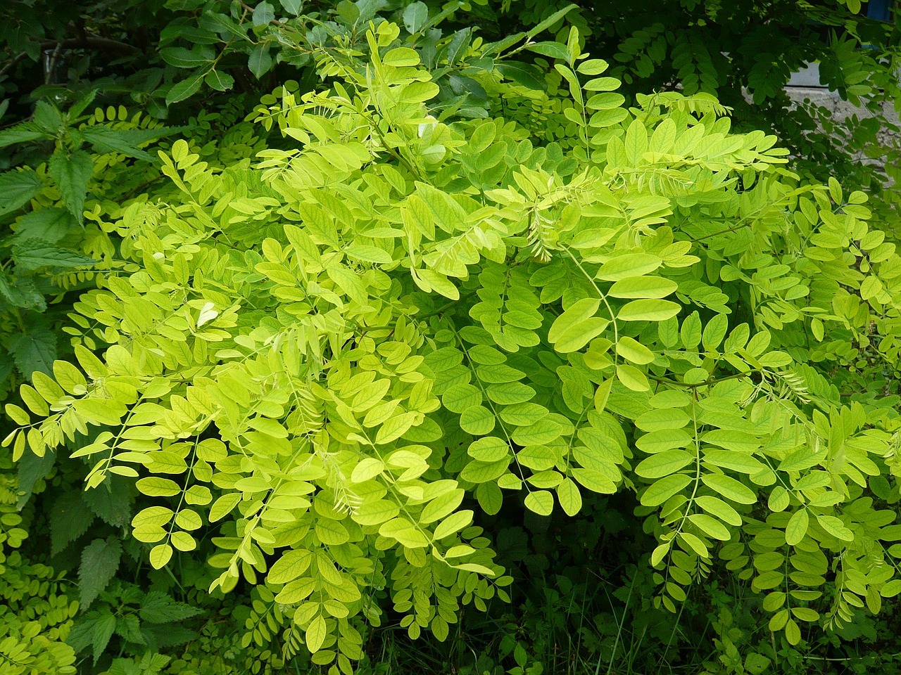 幸福林帶三期最新進展，綠色生活展望，未來動態(tài)揭秘