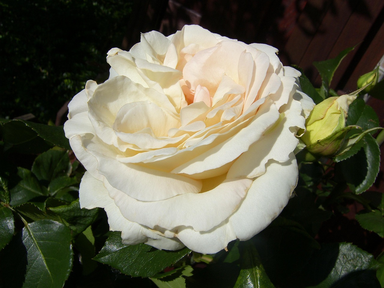 ?？诿利惾A居最新動態(tài)，繁華都市中的理想居所更新消息