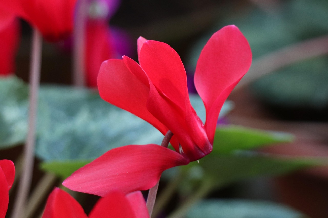 深度解析軍事動態(tài)與全球安全局勢，軍情觀察最新一期報道速遞