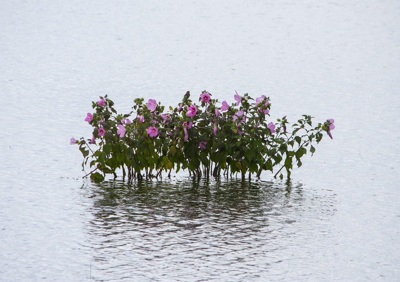 宜張高速湖南建設(shè)進(jìn)展順利，助力地方經(jīng)濟(jì)發(fā)展新動態(tài)