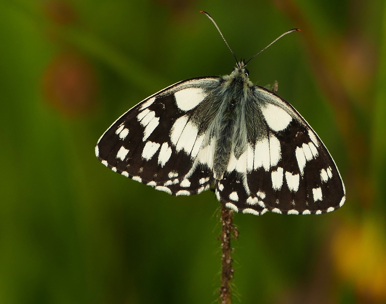 周村二手房最新信息概覽，最新房源、價格及交易動態(tài)一網(wǎng)打盡