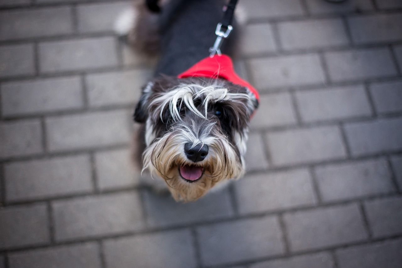 王玲玲與小一鳴的最新動態(tài)，星光璀璨，未來可期