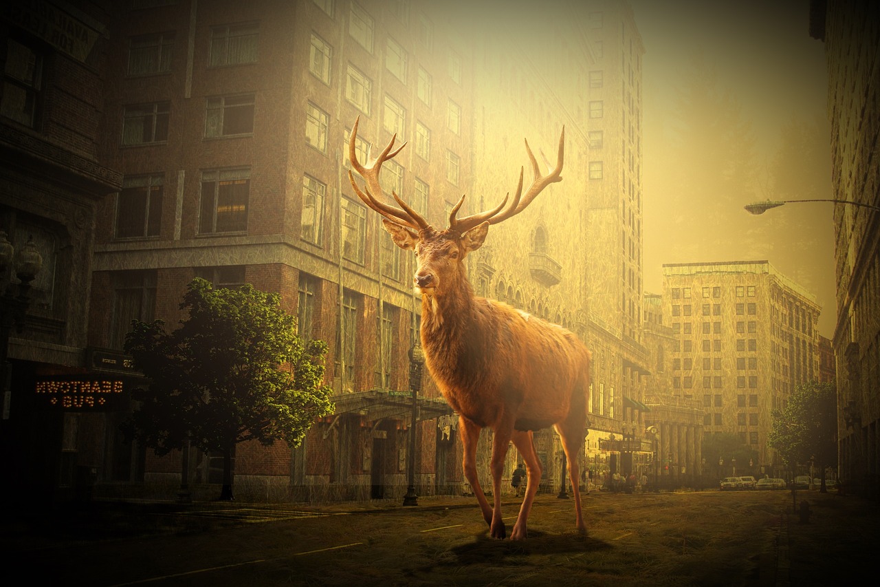 鹽城市網(wǎng)約車最新動(dòng)態(tài)，行業(yè)變革與發(fā)展趨勢(shì)