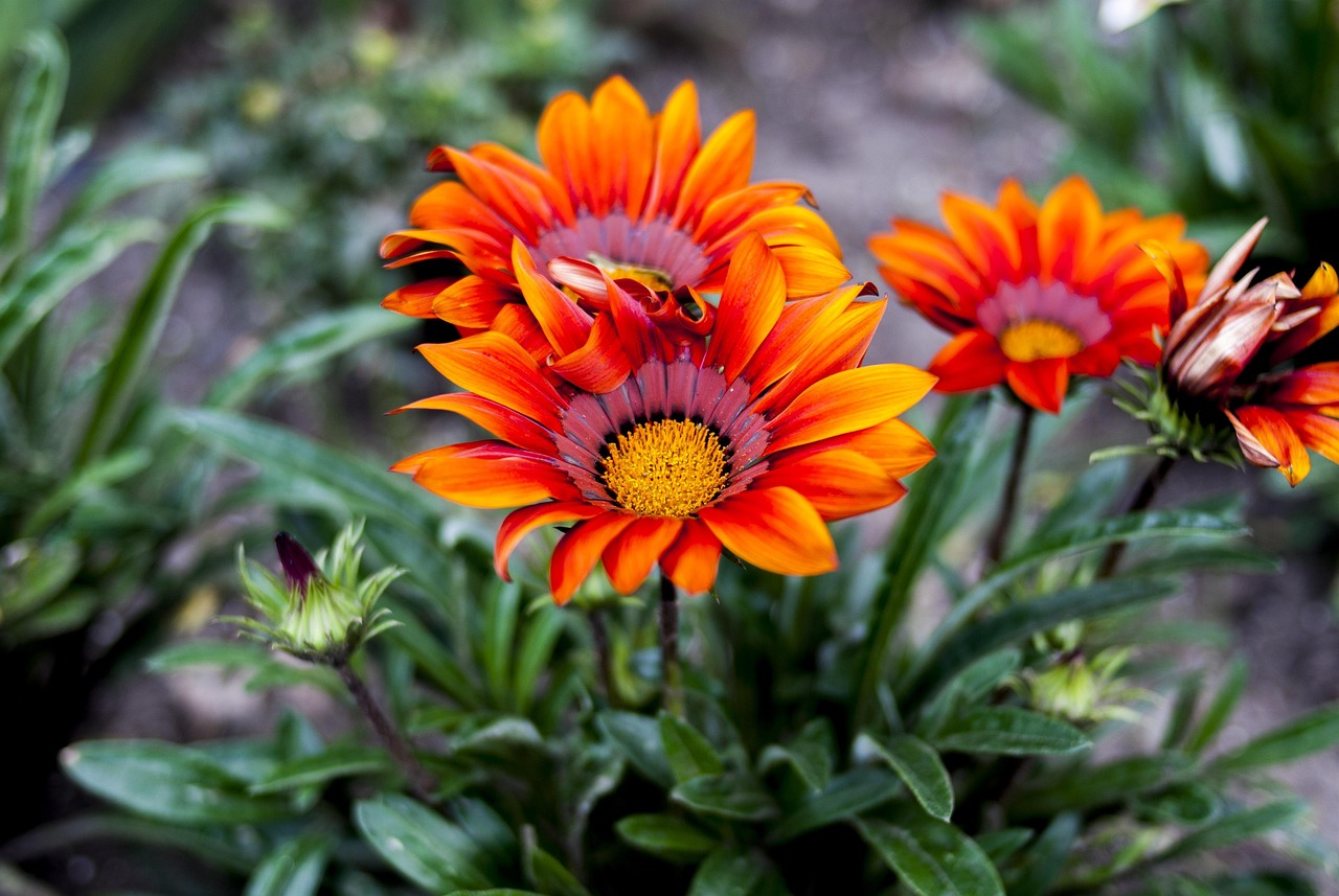 夏邑58招聘網(wǎng)最新招聘動態(tài)深度解析及崗位信息匯總