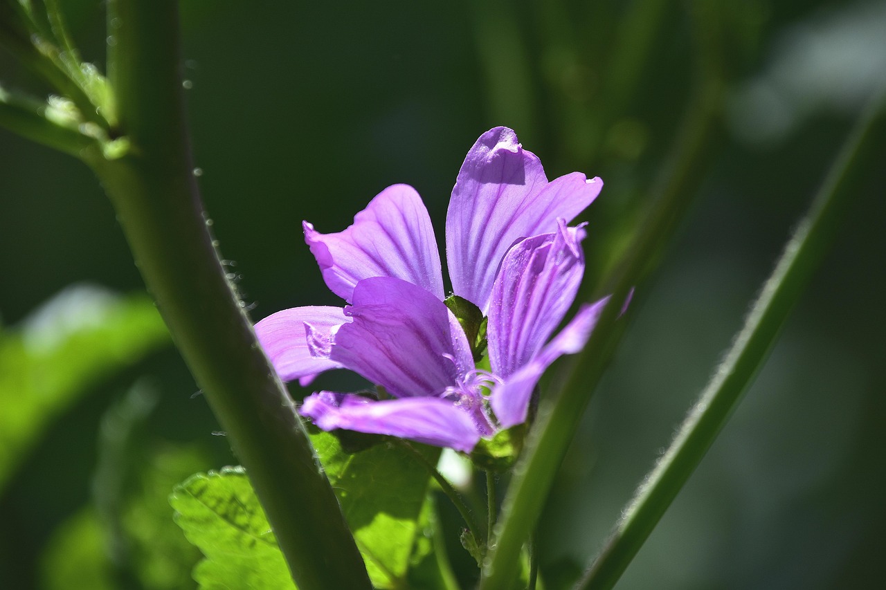 特朗普禁穆令最新動態(tài)，爭議與真相深度解讀
