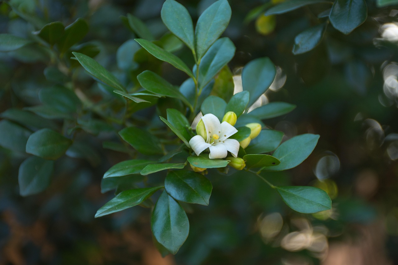 中醫(yī)藥法最新動態(tài)，邁向現(xiàn)代化與規(guī)范化的新征程